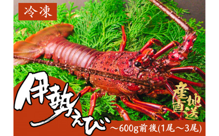 数量限定 ！ 伊勢海老　600g前後 （1～3尾）《 カネアリ水産 》 
