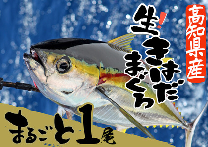 キハダマグロ まるごと１尾 2kg以上 （2～3kg個体差によります）＜カネアリ水産＞