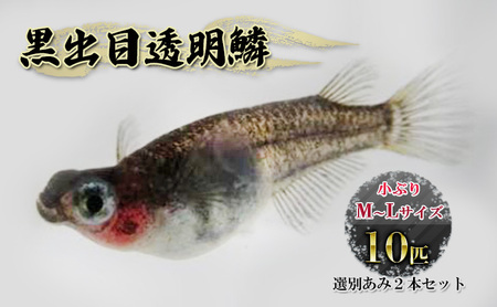 メダカ 黒出目透明鱗 小ぶりM〜L 選別あみ付 メダカ【10匹 あみ2本】