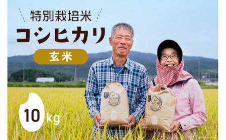 【期間限定発送】 米 令和6年 特別栽培米 コシヒカリ 玄米 10kg ×1