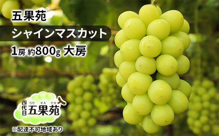 ぶどう 2026年 先行予約 シャインマスカット 1房 約800g 大房 岡山