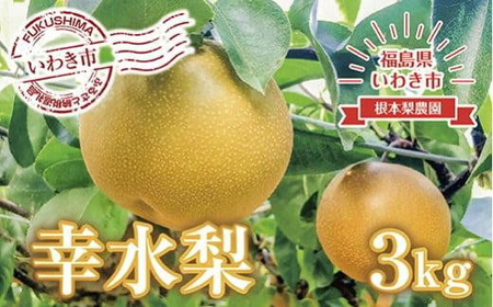 《先行予約》いわき市産　梨　幸水　約 3kg（約6～8個）