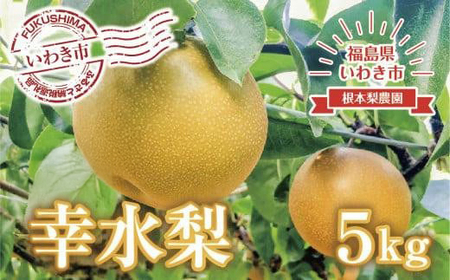 《先行予約》いわき市産梨　幸水　約 5kg（約11～15個）