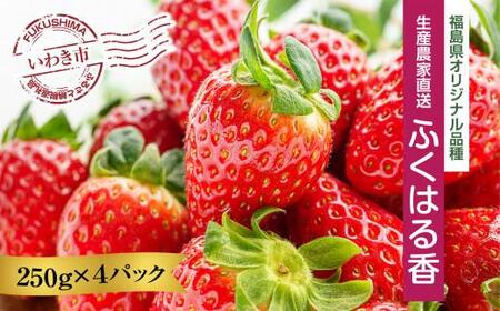 【産地直送】いわき市産いちご　ふくはる香　1kg（250g×4パック）  | BB029