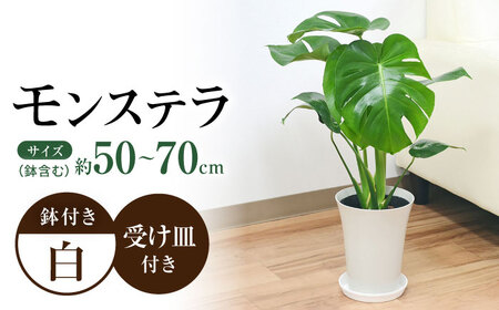 観葉植物 モンステラ [ACYK011]モンステラ 観葉植物