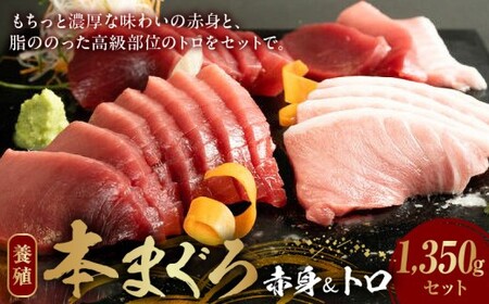 本マグロ （養殖） 赤身 ＆ トロ セット 1350g_AZ6020
