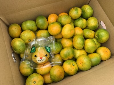 みかん 愛媛 極早生みかん 5kg 人気 数量限定 柑橘 伊予市｜B178