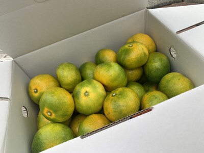 みかん 愛媛 極早生みかん 3kg 人気 数量限定 柑橘 伊予市｜A15
