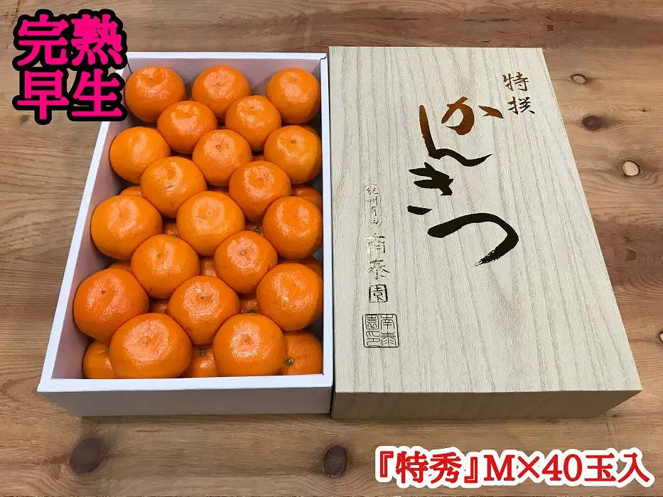年内発送 完熟早生 有田みかん 化粧箱 特秀 M サイズ 40玉入 和歌山 南泰園 みかん