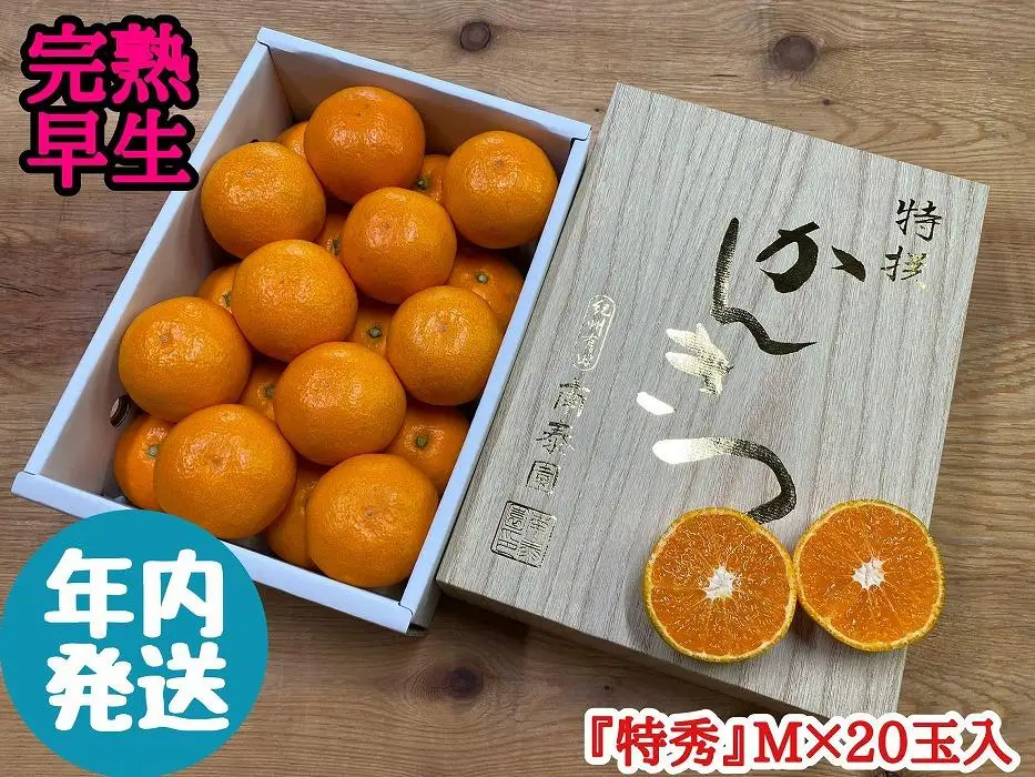 年内発送 完熟早生 有田みかん 化粧小箱 特秀 M サイズ 20玉入 和歌山 南泰園 みかん