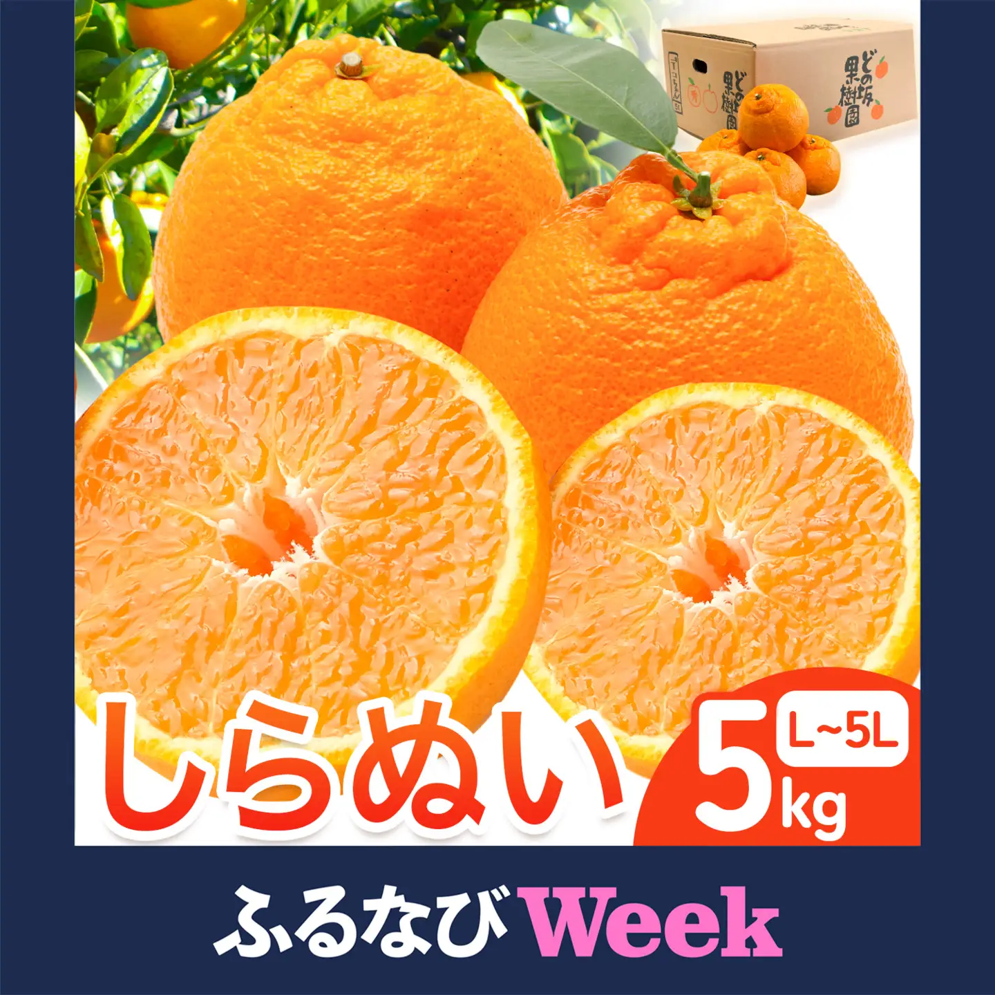 【ふるなびWEEK対象】熟成貯蔵 不知火 5kg しらぬい 不知火