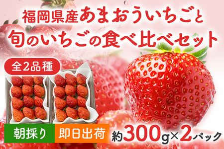 あまおうと旬のいちごの食べ比べセット 約300g×2パック 紅ほっぺ 恋みのり よつぼし スターナイト 星の煌き おすすめ 福岡県 大木町 BO002【2025年12月下旬～2026年4月末頃にかけて順次出荷予定】