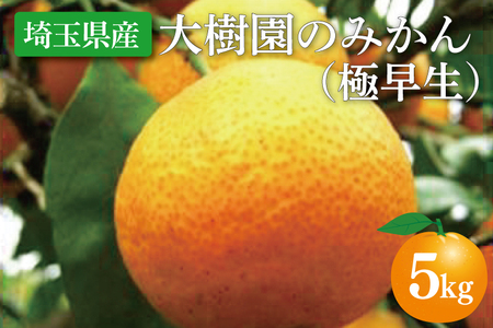 【先行予約】【10月中旬より発送開始】大樹園のみかん（極早生）5kg【埼玉県 春日部市 ふるさと納税 柑橘 果物 フルーツ 国産 家庭用 お取り寄せ 産地直送 ギフト】（CH002-1）
