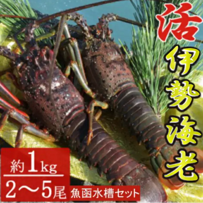 【伊勢海老】伊勢海老 計1kg 2〜5尾 ht015