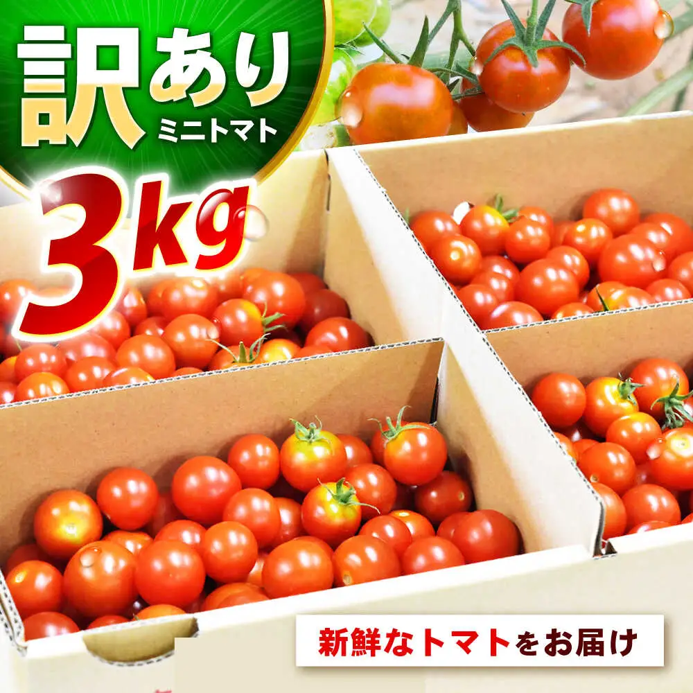 【訳あり】ミニトマト 3kg / 訳あり 訳アリ ミニトマト プチトマト トマト とまと 野菜 やさい / 諫早市 / 原農園 [AHCZ001]