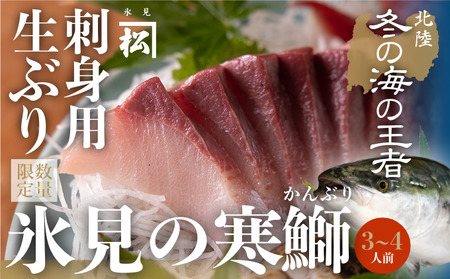 【先行予約】【魚問屋直送】天然「生ひみ寒ぶり」刺身用 約400g＜アラ付き＞ 