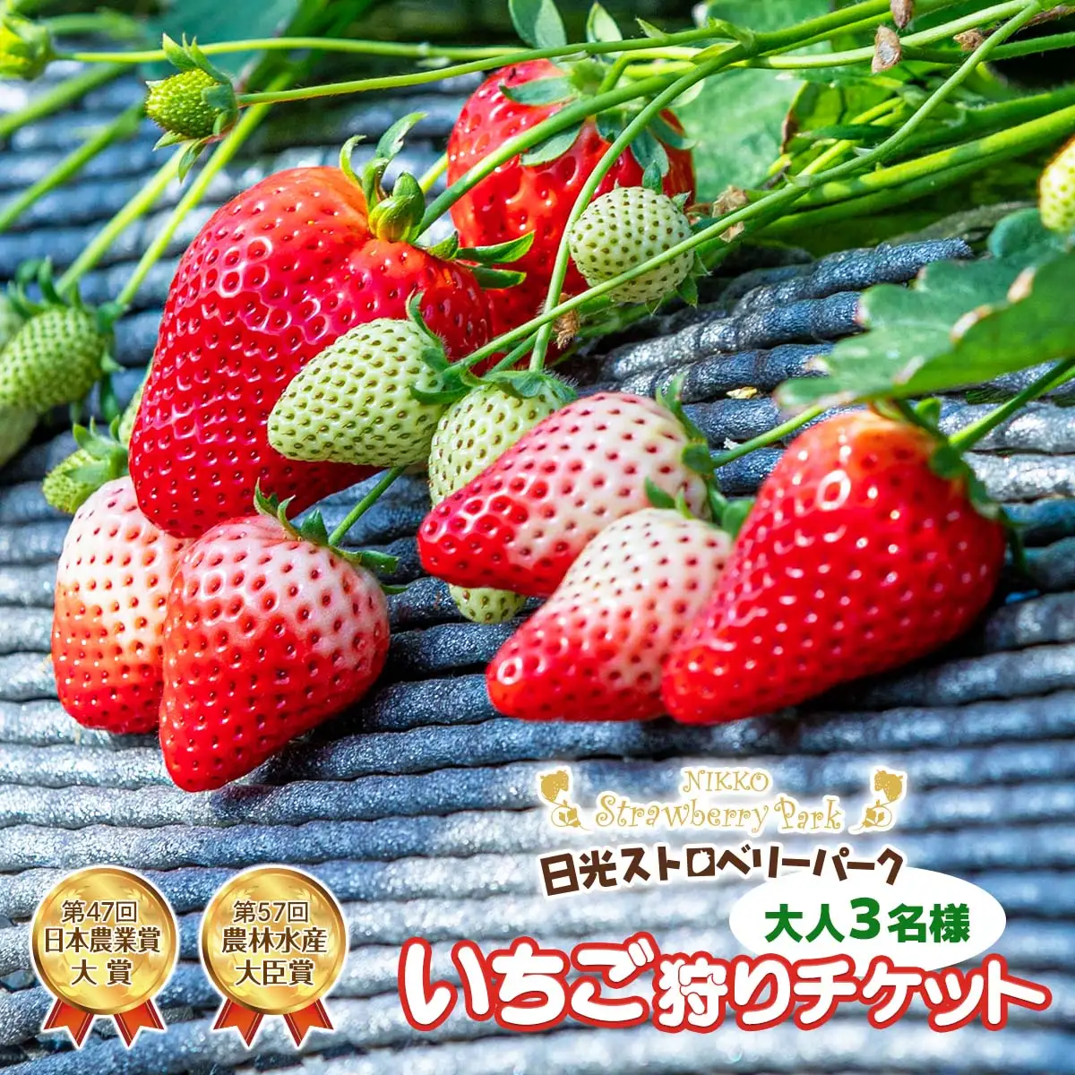 日光ストロベリーパーク いちご狩りチケット 大人3名様 [1035]