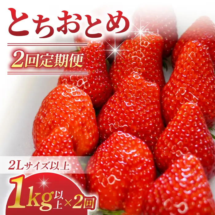 【2回定期便】長野県産いちご「とちおとめ」（1kg以上）｜BERRY PLANTS FACTORY 東御市産