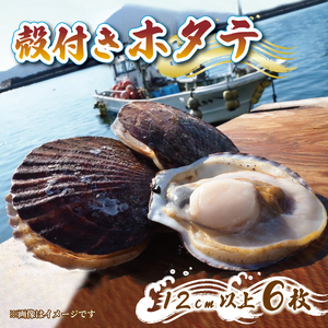 特Lサイズ 殻付き 活ほたて 6枚 12cm以上 ほたて