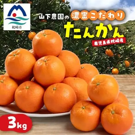 【数量限定】鹿児島県枕崎産 山下農園の濃密こだわりたんかん A5-16_果物・フルーツ  柑橘 _【配送不可地域：離島】【1167031】