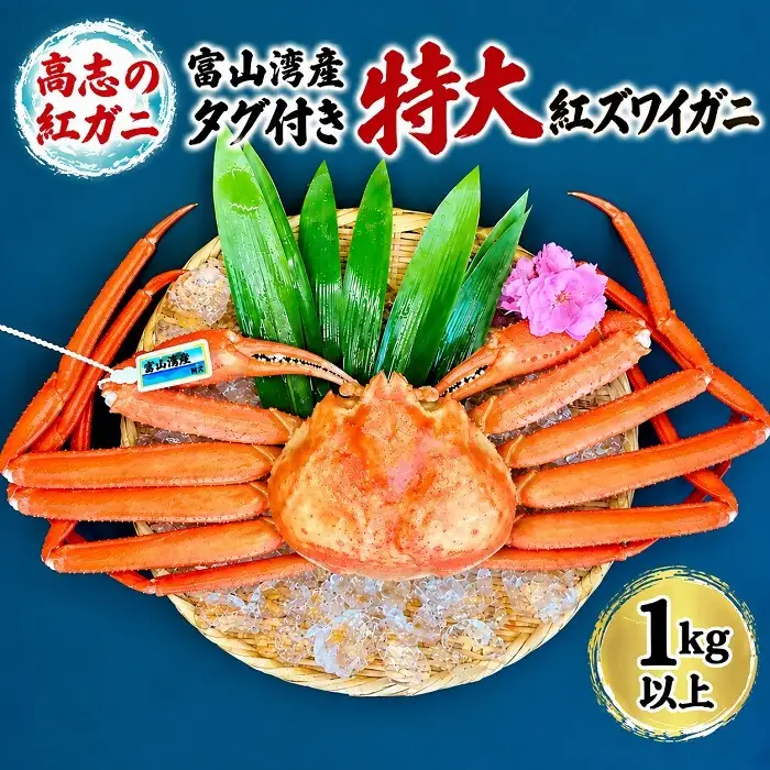 高志の紅ガニ 富山湾産 タグ付き特大 高志の紅ガニ【1kg以上】