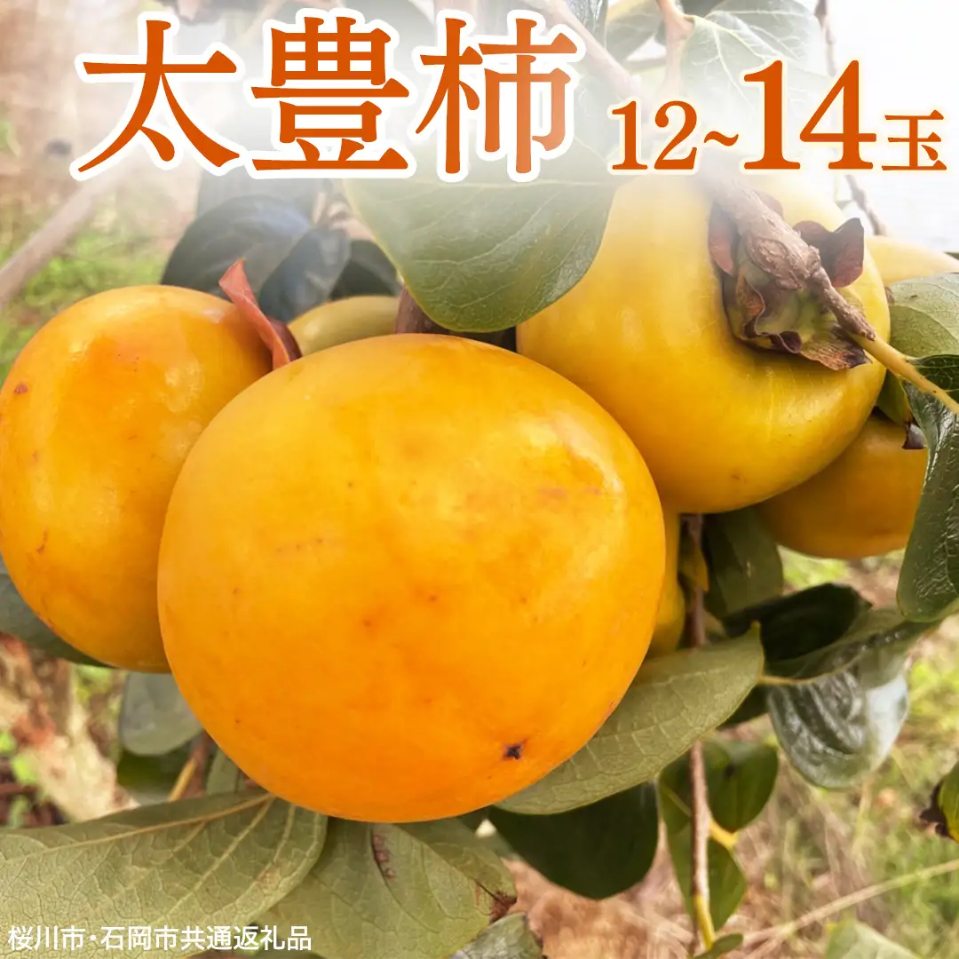 太豊柿 12～14玉 (桜川市・石岡市共通返礼品) 果物 くだもの フルーツ 柿 かき 2026年11月上旬以降発送 [DC011sa]