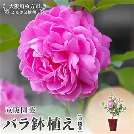 「京阪園芸」のバラの鉢植え(未開花)_花・観葉植物  花 _【1010015】
