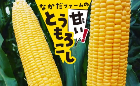 《2026年先行予約》甘い！飛騨のとうもろこし ゴールドラッシュ 4kg とうもろこし [B0224] syun31