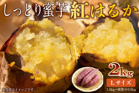 さつまいも　紅はるか　Lサイズ　2kg mi0084-0009-1