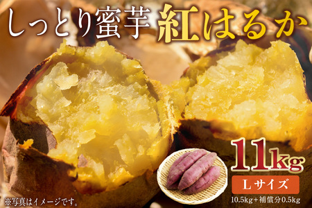 さつまいも　紅はるか　Lサイズ　11kg mi0084-0009-6