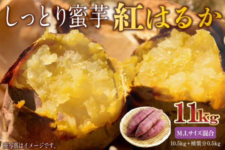 さつまいも　紅はるか　M,Lサイズ混合　11kg mi0084-0010-6