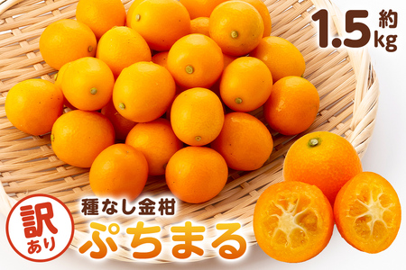 種無し金柑　ぷちまる　訳あり　1.5kg mi0084-0011-2