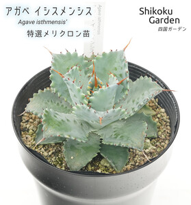 アガベ イシスメンシス 5号黒鉢 【特選メリクロン株】 四国ガーデン 人気 多肉植物 インテリア 観葉植物 グリーン リラックス 初心者でも育てやすい｜B179