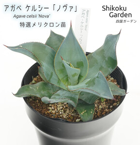 アガベ ケルシー 「ノヴァ」 5号黒鉢 四国ガーデン 人気 多肉植物 インテリア 観葉植物 グリーン リラックス 初心者でも育てやすい｜B181