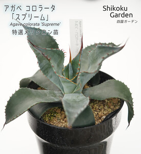 アガベ コロラータ「スプリーム」 5号黒鉢 四国ガーデン 人気 多肉植物 インテリア 観葉植物 グリーン リラックス 初心者でも育てやすい｜B182
