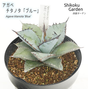 アガベ チタノタ「ブルー」 5号黒鉢 四国ガーデン 人気 多肉植物 インテリア 観葉植物 グリーン リラックス 初心者でも育てやすい｜B183