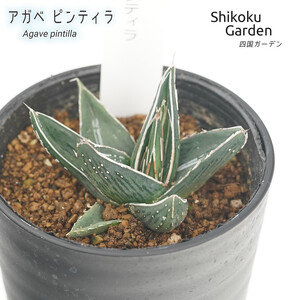 アガベ ピンティラ 3.5号黒鉢 四国ガーデン 人気 多肉植物 インテリア 観葉植物 グリーン リラックス 初心者でも育てやすい 伊予市｜B186