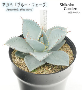 アガベ 「ブルー・ウェーブ」 5号黒鉢 四国ガーデン 人気 多肉植物 インテリア 観葉植物 グリーン リラックス 初心者でも育てやすい｜B187