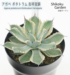 アガベ ポタトラム 吉祥冠錦 5号黒鉢 数量限定 四国ガーデン 人気 多肉植物 インテリア 観葉植物 グリーン リラックス 初心者でも育てやすい｜B191