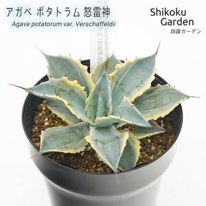 アガベ ポタトラム「怒雷神錦」 5号黒鉢 数量限定 四国ガーデン 人気 多肉植物 インテリア 観葉植物 グリーン リラックス 初心者でも育てやすい｜C49