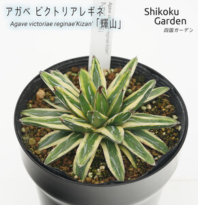 アガベ 笹の雪「輝山」 5号黒鉢 数量限定 四国ガーデン 人気 多肉植物 インテリア 観葉植物 グリーン リラックス 初心者でも育てやすい｜C50