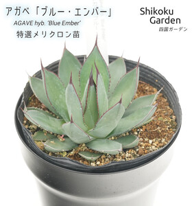 アガベ 「ブルー・エンバー」 5号黒鉢 四国ガーデン 人気 多肉植物 インテリア 観葉植物 グリーン リラックス 初心者でも育てやすい｜B188