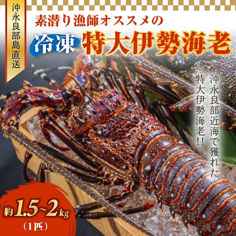 沖永良部島直送！素潜り漁師オススメの特大冷凍伊勢海老 約1.5～2キロ（1匹）！ W030-009u 冷凍 海鮮 エビ