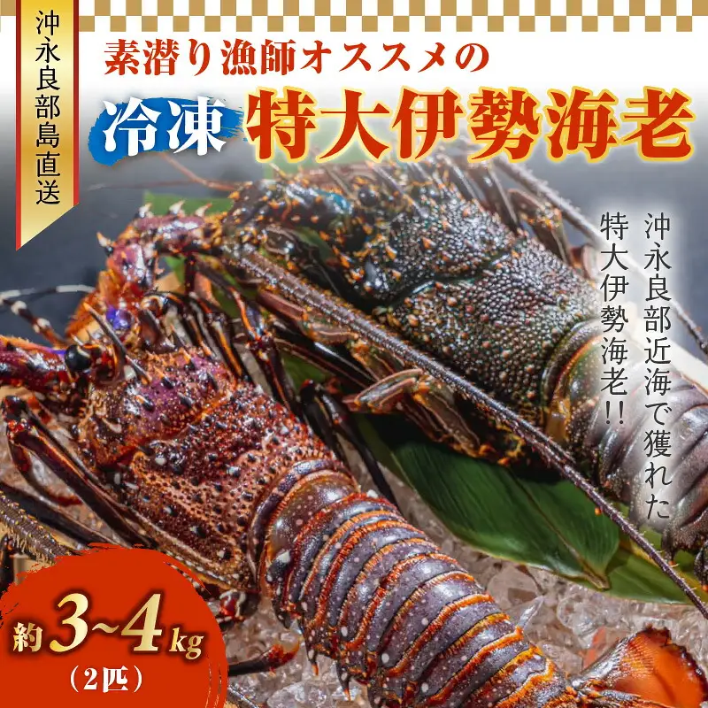 沖永良部島直送！素潜り漁師オススメの特大冷凍伊勢海老 約3～4キロ（2匹）！ W030-010u 冷凍 海鮮 エビ