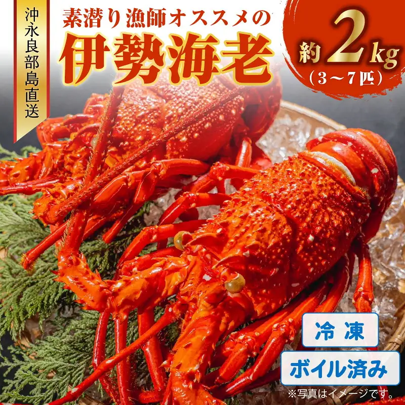沖永良部島 直送 ！ 素潜り漁師 オススメ の ボイル済み 冷凍 伊勢海老 約 2kg （ 3 ～ 7匹 ）！ W030-012u 海鮮 エビ