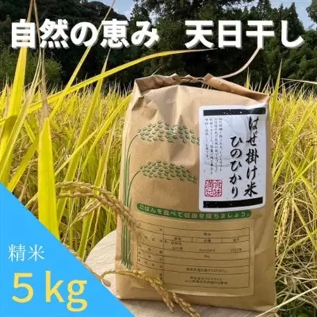 昔ながらの自然乾燥「はぜ掛け米」令和8年産  一等米ひのひかり 5kg_ 精米 米 _【1354255】