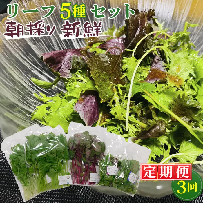 【毎月定期便3回】朝採りお日様リーフ5種セット No.157