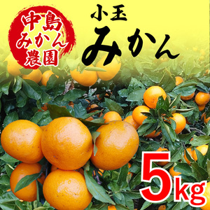 【2026年12月中旬頃から順次発送】中島産 温州みかん 小玉5kg ｜ ミカン 蜜柑 不揃い 柑橘 果物 フルーツ 松山 愛媛【NM0051】