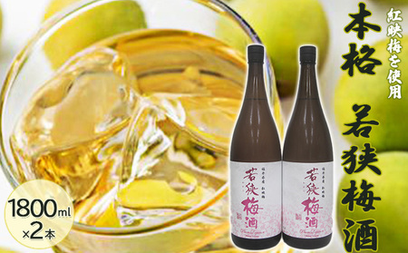 梅酒 福井県産 紅映梅 本格梅酒 1800ml 2本セット 梅酒