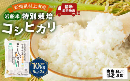 【令和8年産米】【精米即日発送】 新潟県村上市桃川産 特別栽培 コシヒカリ 10kg　AB4038 